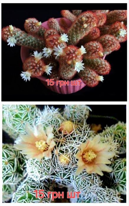 Кактусята, сукуленти,  розпродаж