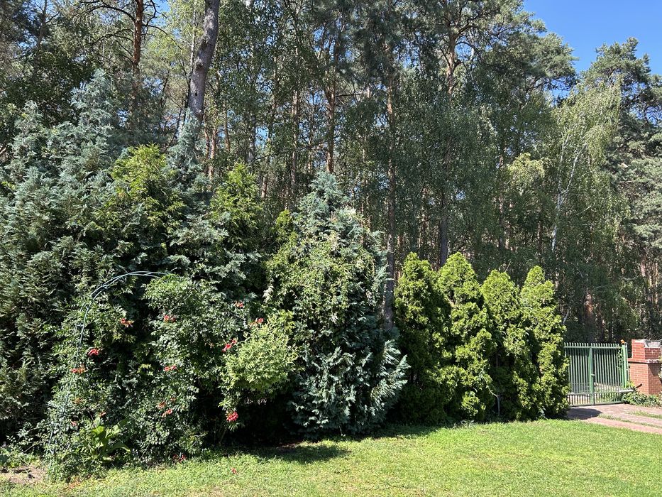 Domek z Balią, Zalew Sulejowski, domek do wynajęcia