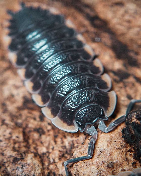 Trachelipus caucasius, isopody, 10 szt.