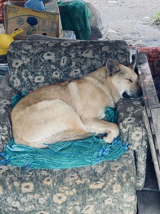 Пес шукає господаря