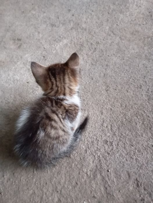 Gatinho macho adoção