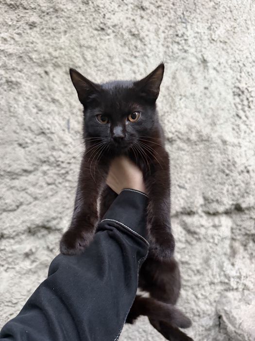 Котята ищут дом
