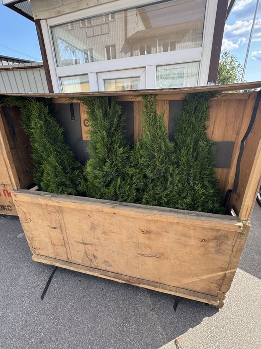 Туя смарагд 80-100см