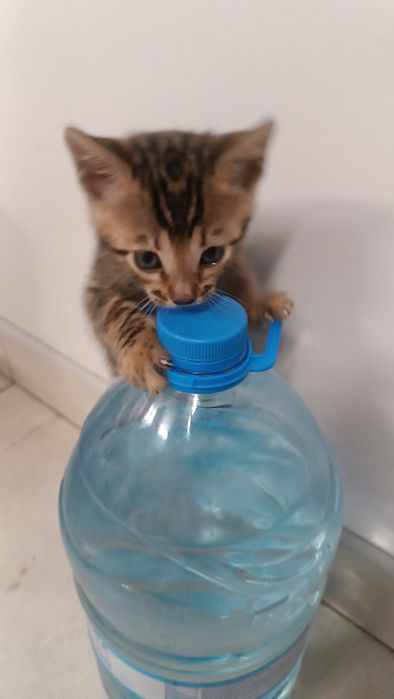 Кошечки бенгалы, бенгал