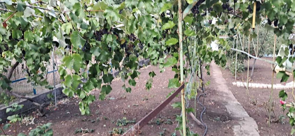 Дом в Светлом старые дачи, 22 улица, 6 соток земли.