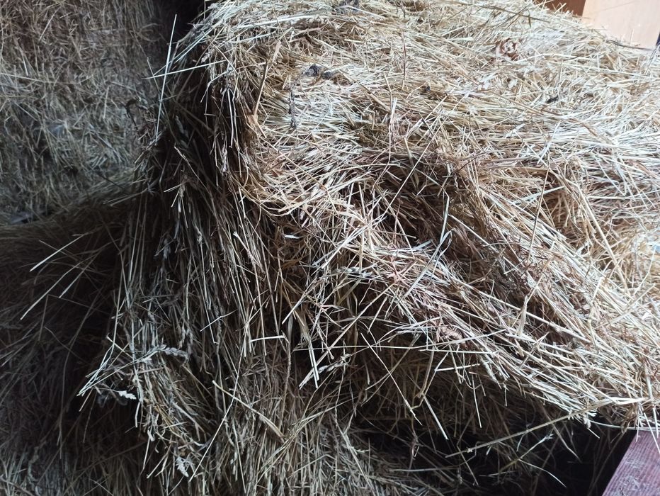 Siano zeszłoroczne 2025 w belach