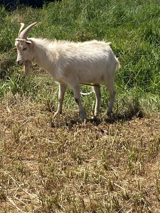 Vendo chivo raca grande com 1 ano e meio