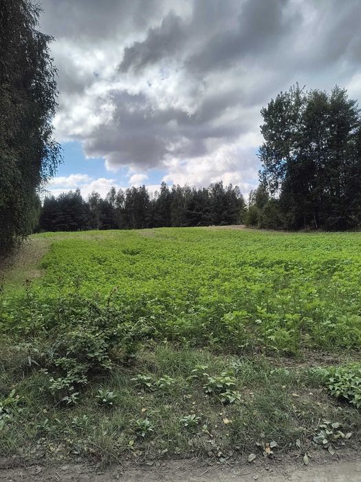 Działka rolnicza w lubelskiem