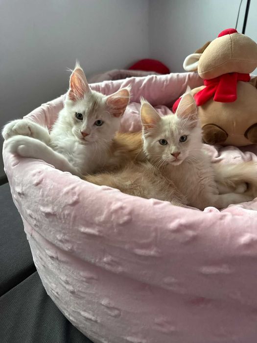 Maine coon fpl wyjątkowe umaszczenie kremowe ze srebrem