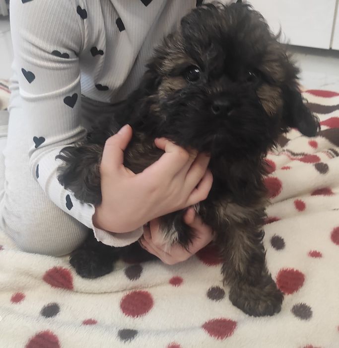 Shihpoo hybryda ras z certyfikatem