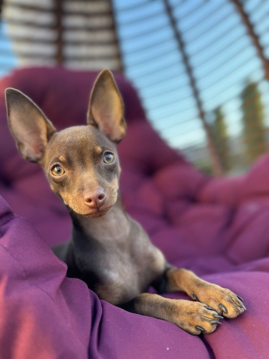 Передержка животных