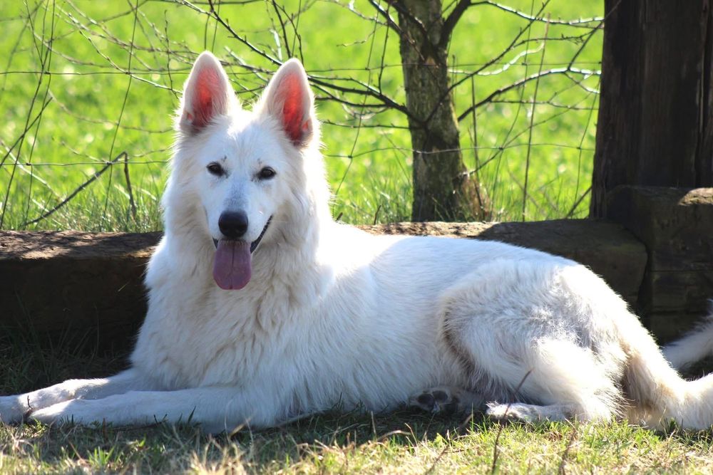 SUCZKA szczenię  Biały Owczarek Szwajcarski