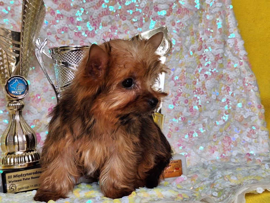 Yorkshire terier golddust suczka z rodowodem i paszportem