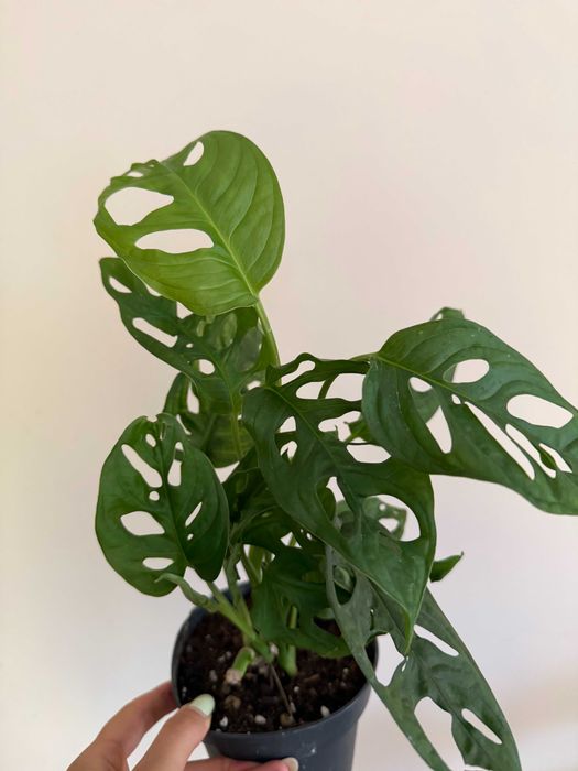 Planta Monstera Adansonii