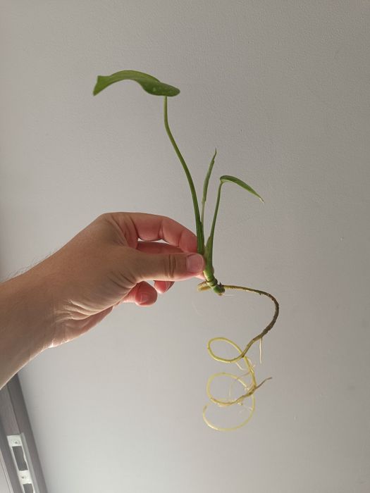 Monstera Thai Constellation