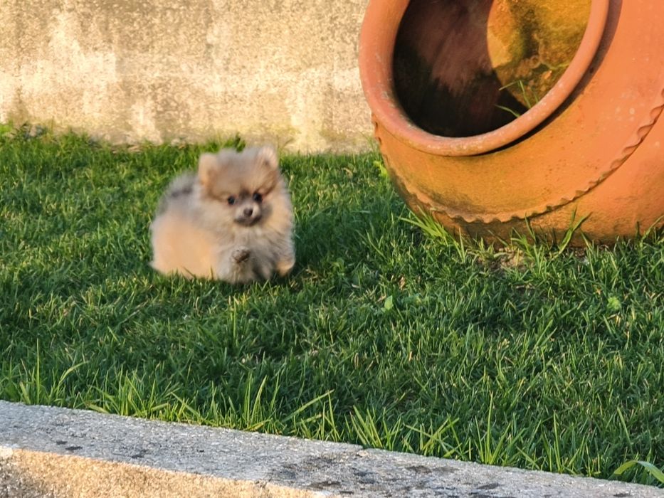 Spitz alemão anão menina