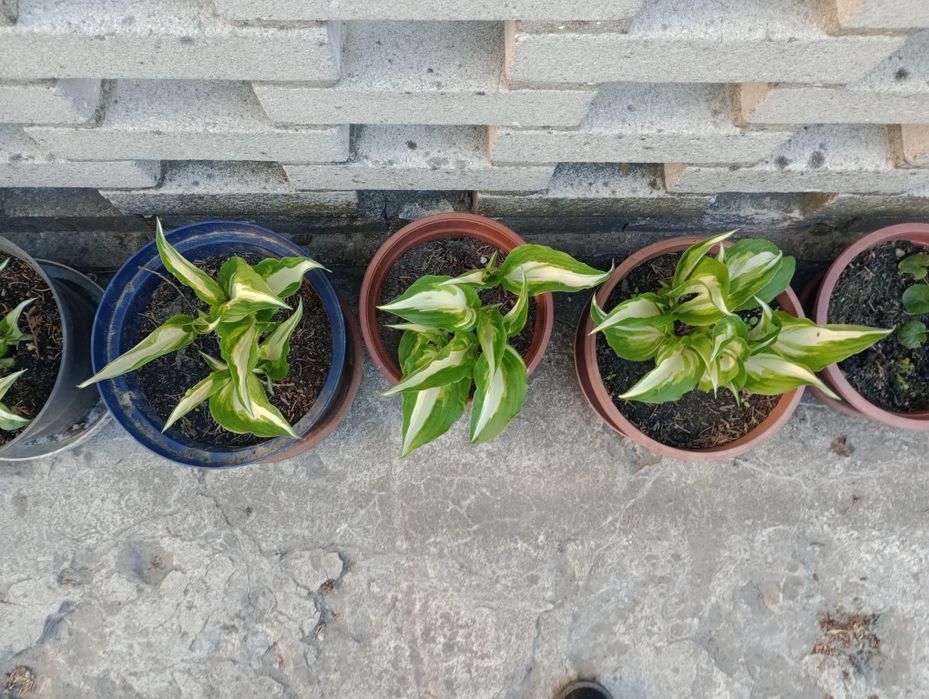 Funkia Hosta wieloletnia