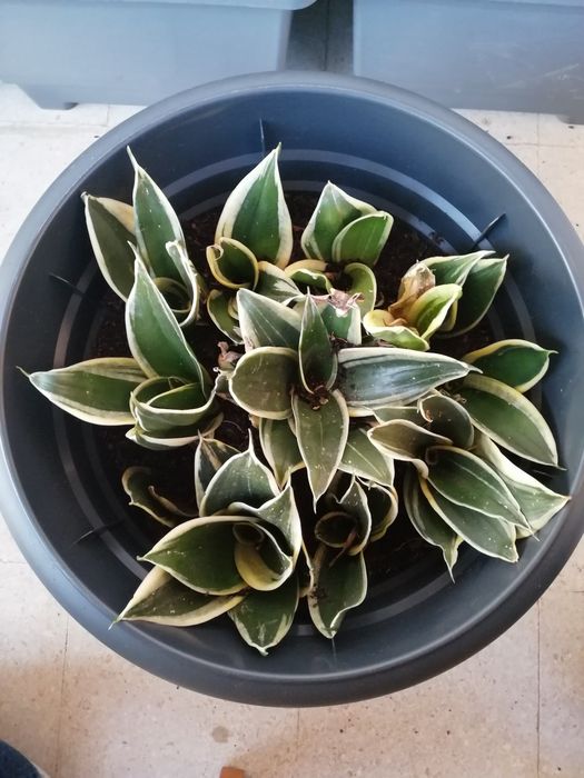 Espada São Jorge - mini - sansevieria trifasciata