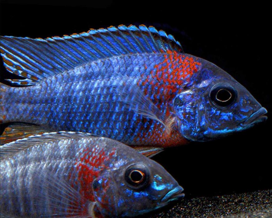 Aulonocara hansbaenschi RED FLUSH - SAMCE XXL - 10CM - wysyłka, dowóz
