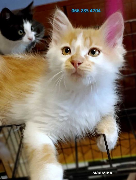 Котята котики кошки красивые  бесплатно в дар