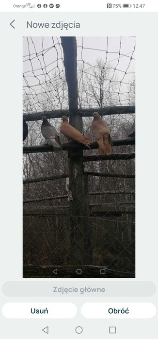 Gołębie tiplery, pocztowe i inne