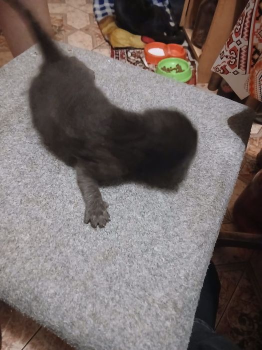 Відам котят в добрі руки закручені Вушка