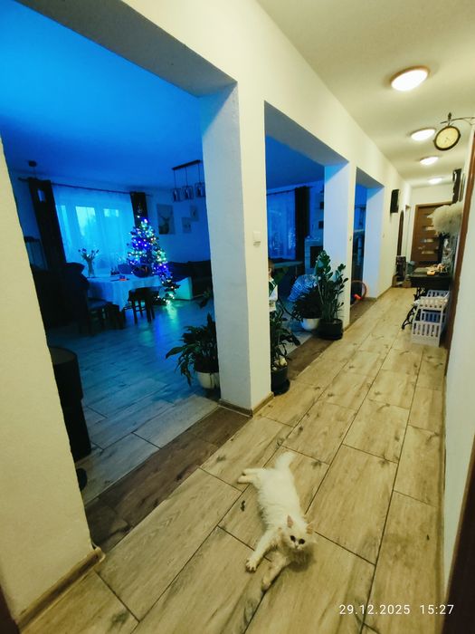 Opieka nad zwierzętami 7/24 również w Sylwestra i Nowy Rok