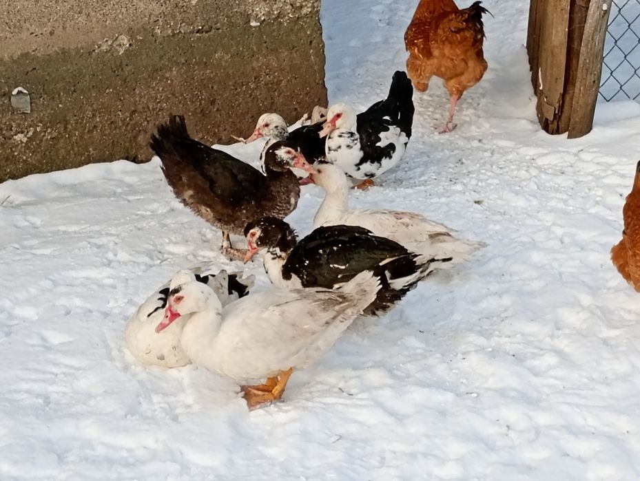 Kaczory i kaczki francuskie