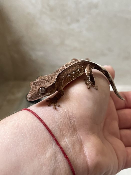 Gekon orzęsiony młode ciemne