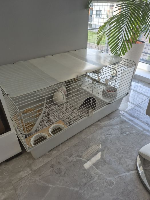 Sprzedam królika ze wszystkim