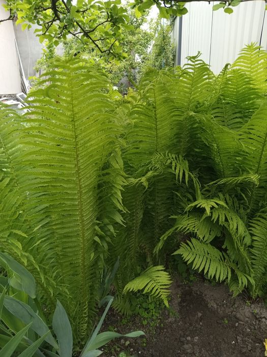 Папоротник садовий.