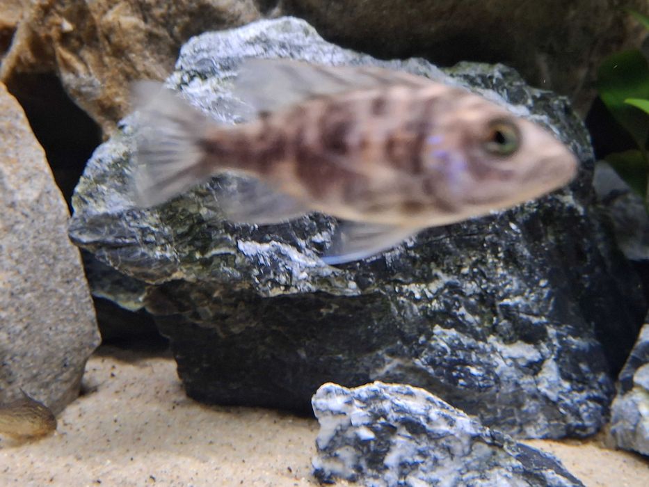 Aulonocara calico/Malawi/Pyszczaki