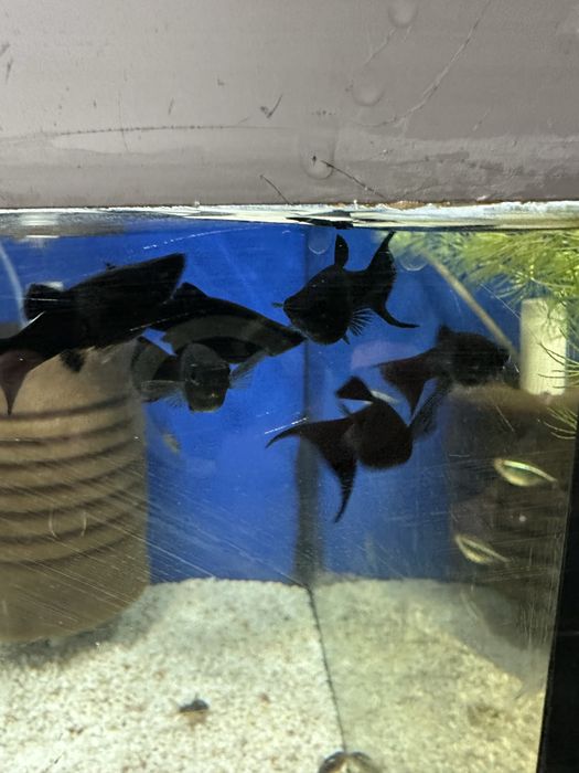 Molinezja czarna ksiezycowa od Max Zoo