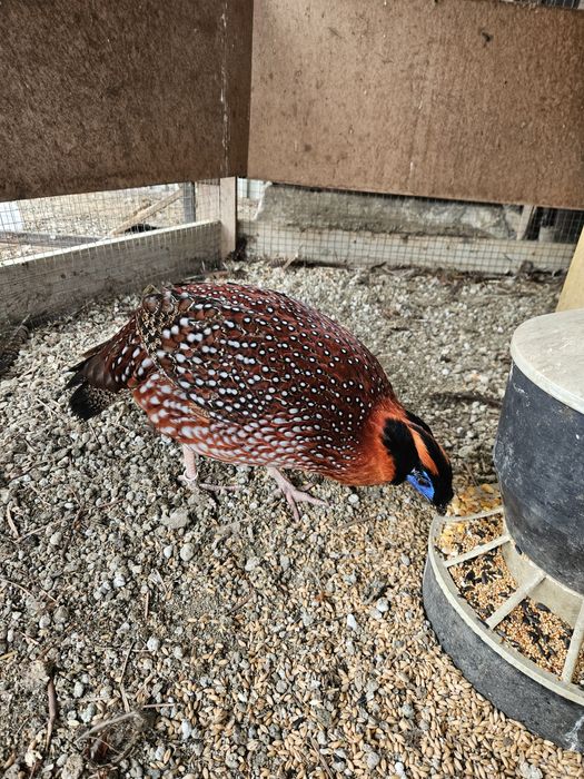 Sprzedam parę bazantów