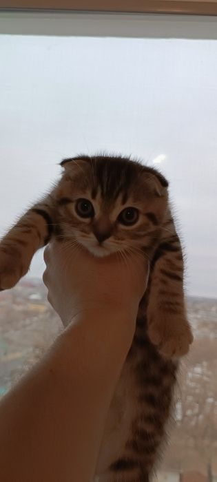 Кошенята шотландські