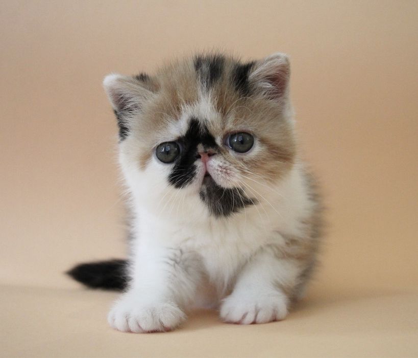 Котята экзоты