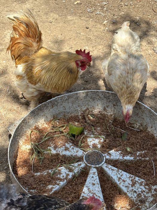 Pintos de varias raças