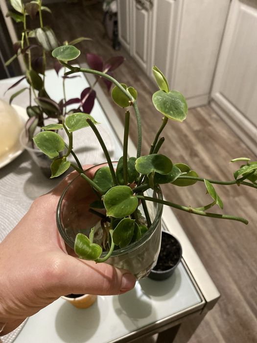 Филодендрон, кратон, традесканция, Аглонема