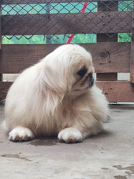 Мальчики королевского пекинеса