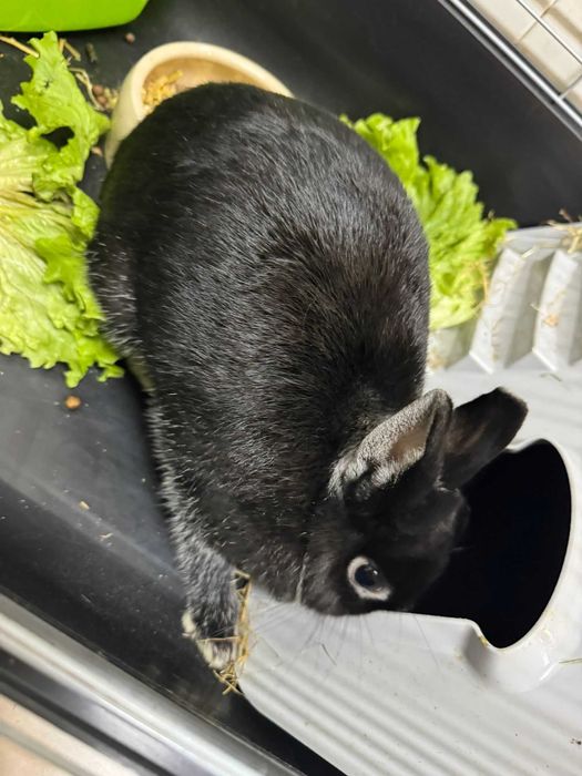 coelho anão netherland dwarf