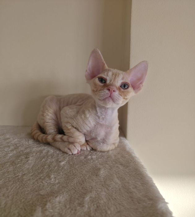 Gatinho  devon rex