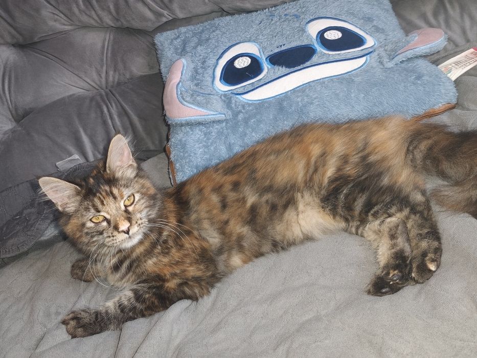 Kotka Maine Coon