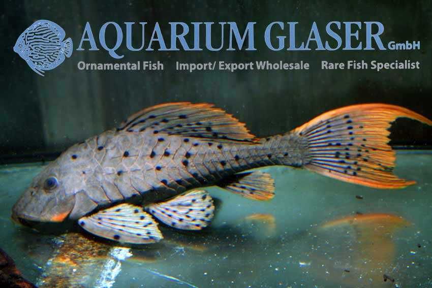 Pseudorinelepis L095 wild