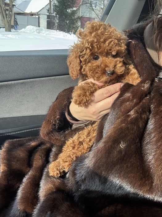 Той пудель хлопчик, 3,5 місяці, FCI, повністю вакцинований