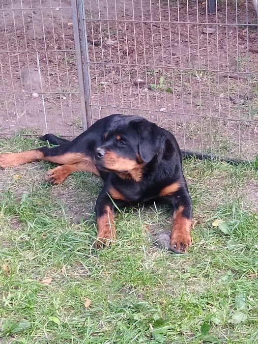 Odchowane  suczka rottweiler FCI