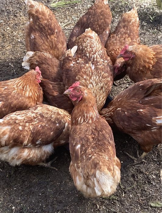 Домашні курячі яйця