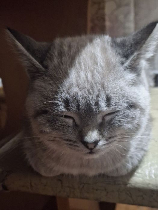 Отдам кота чотири місяці.