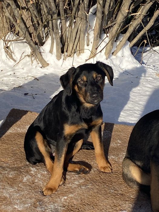 Прилаштовуються цуцики