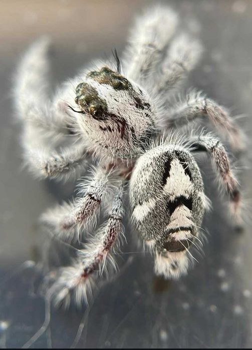 Skakun, skakuny hyllus, phidippus maluchy ptasznik, pająk dla początkujących