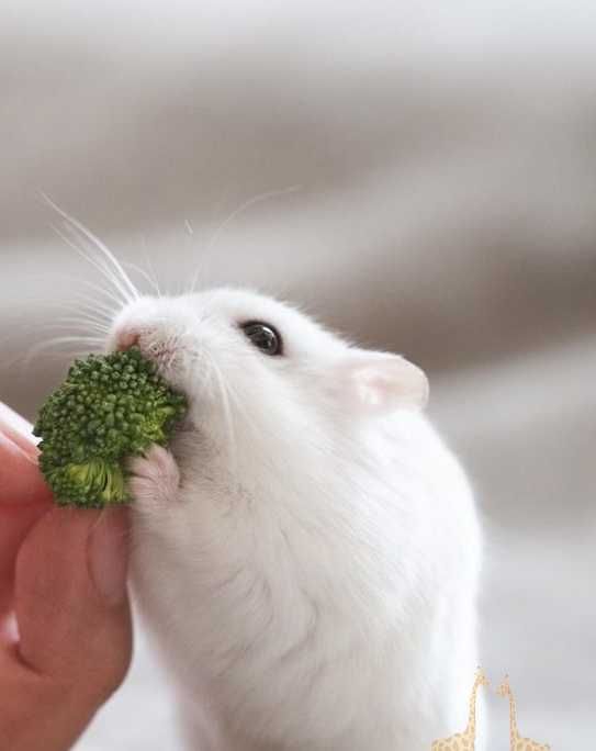 Роскошные джунгарские хомячки, белоснежного окраса, хомячата, хомяки